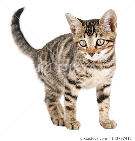 Cute Bengal kitten sitting and looking at camera isolated on white Cute Bengal kitten sitting and looking at camera isolated on white 143797413