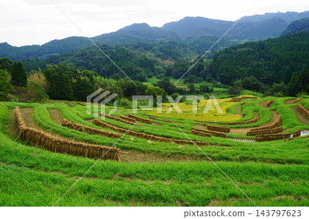 梯田稻田收割稻穀的場景：九月，鴨川 35，大山千枚田梯田。 143797623
