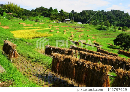 九月,鴨川 64,大山千枚田梯田,梯田稻田收割的景象。 九月,鴨川 64,大山千枚田梯田,梯田稻田收割的景象。 143797629