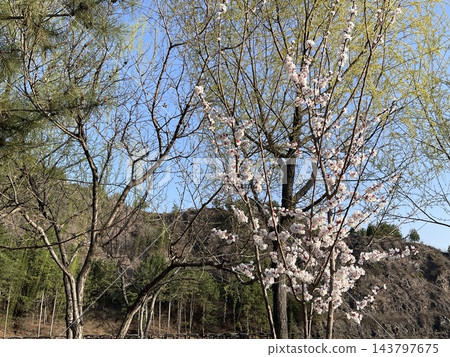 Blooming Spring Trees Mountain Background Gubei Water Town Beijing China Blooming Spring Trees Mountain Background Gubei Water Town Beijing China 143797675