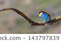 Bee-eater, Spain 143797839