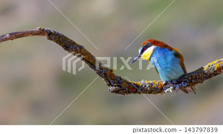 Bee-eater, Spain Bee-eater, Spain 143797839