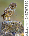 Little Owl, Spain 143797840