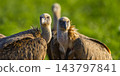 Eurasian Griffon Vulture, Spain 143797841