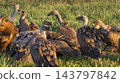 Eurasian Griffon Vulture, Spain 143797842