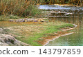 Mugger Crocodile, Royal Bardia National Park, Nepal 143797859