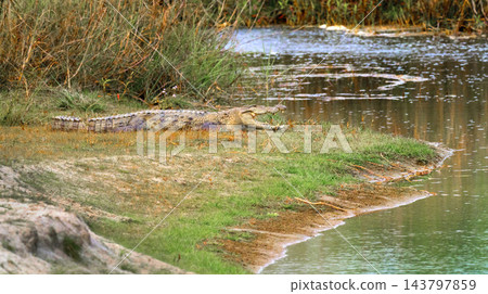 Mugger Crocodile, Royal Bardia National Park, Nepal Mugger Crocodile, Royal Bardia National Park, Nepal 143797859