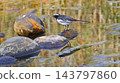 White-browed Wagtail, Royal Bardia National Park, Nepal 143797860