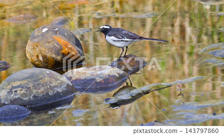 White-browed Wagtail, Royal Bardia National Park, Nepal White-browed Wagtail, Royal Bardia National Park, Nepal 143797860