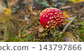 Fly Agaric, Sierra de Guadarrama National Park, Spain 143797866