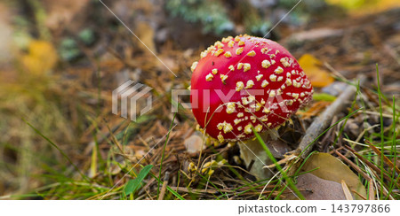 Fly Agaric, Sierra de Guadarrama National Park, Spain Fly Agaric, Sierra de Guadarrama National Park, Spain 143797866