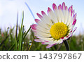 Wild Flower, Sierra de Guadarrama National Park, Spain 143797867