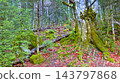Beech Forest, Ordesa y Monte Perdido National Park, Spain 143797868