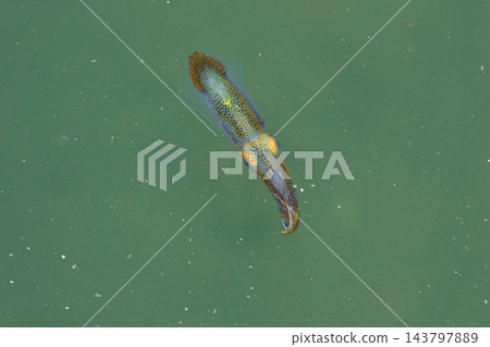 瀨戶內海中漂浮的魷魚 143797889