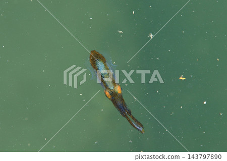 瀨戶內海中漂浮的魷魚 143797890