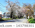 Famous cherry blossom viewing spot: Nikko Kaido Cherry Blossom Avenue / Utsunomiya City, Tochigi Prefecture 143798301