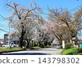 Famous cherry blossom viewing spot: Nikko Kaido Cherry Blossom Avenue / Utsunomiya City, Tochigi Prefecture 143798302