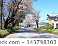 Famous cherry blossom viewing spot: Nikko Kaido Cherry Blossom Avenue / Utsunomiya City, Tochigi Prefecture 143798303