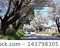 Famous cherry blossom viewing spot: Nikko Kaido Cherry Blossom Avenue / Utsunomiya City, Tochigi Prefecture 143798305