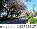 Famous cherry blossom viewing spot: Nikko Kaido Cherry Blossom Avenue / Utsunomiya City, Tochigi Prefecture 143798307