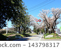 Famous cherry blossom viewing spot: Nikko Kaido Cherry Blossom Avenue / Utsunomiya City, Tochigi Prefecture 143798317
