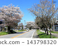 Famous cherry blossom viewing spot: Nikko Kaido Cherry Blossom Avenue / Utsunomiya City, Tochigi Prefecture 143798320