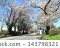 Famous cherry blossom viewing spot: Nikko Kaido Cherry Blossom Avenue / Utsunomiya City, Tochigi Prefecture 143798321