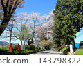 Famous cherry blossom viewing spot: Nikko Kaido Cherry Blossom Avenue / Utsunomiya City, Tochigi Prefecture 143798322