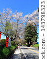 Famous cherry blossom viewing spot: Nikko Kaido Cherry Blossom Avenue / Utsunomiya City, Tochigi Prefecture 143798323