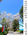 Famous cherry blossom viewing spot: Nikko Kaido Cherry Blossom Avenue / Utsunomiya City, Tochigi Prefecture 143798324