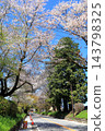 Famous cherry blossom viewing spot: Nikko Kaido Cherry Blossom Avenue / Utsunomiya City, Tochigi Prefecture 143798325
