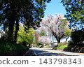 Famous cherry blossom viewing spot: Nikko Kaido Cherry Blossom Avenue / Utsunomiya City, Tochigi Prefecture 143798343