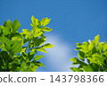 Orange jasmine light green leaves tree with bright soft blue sky background 143798366