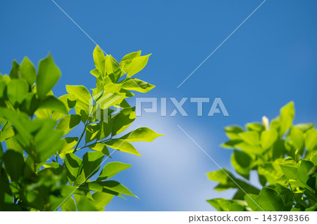 Orange jasmine light green leaves tree with bright soft blue sky background Orange jasmine light green leaves tree with bright soft blue sky background 143798366