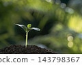 Organic home growth pumpkin macro close up 143798367