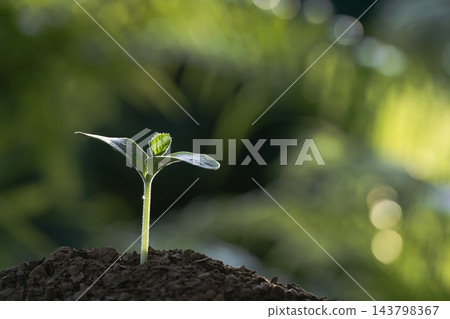 Organic home growth pumpkin macro close up Organic home growth pumpkin macro close up 143798367