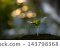 Macro close up of pumpkin sprout with bokeh background 143798368