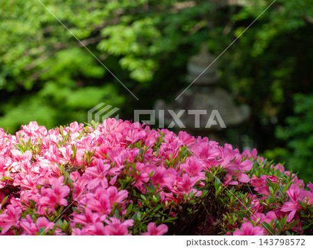 紅杜鵑花 143798572