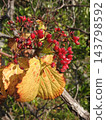 The bright red berries and yellow leaves of the Viburnum tree 143798592