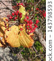 The bright red berries and yellow leaves of the Viburnum tree 143798593