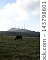 Cows grazing in a meadow with the radio tower of Utsukushigahara Plateau in the background. 143798601