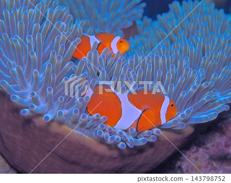 隱藏在海葵中的小丑魚 143798752