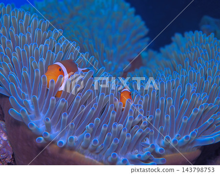 隱藏在海葵中的小丑魚 143798753