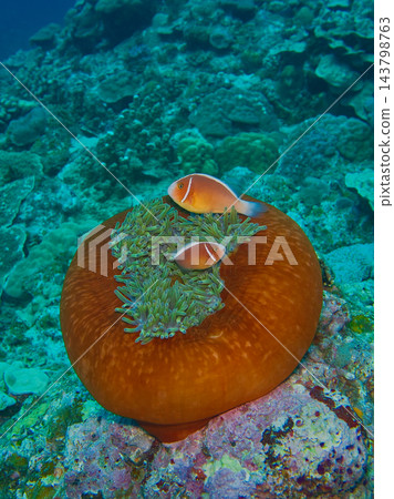 海葵和銀蓮花屬魚 海葵和銀蓮花屬魚 143798763