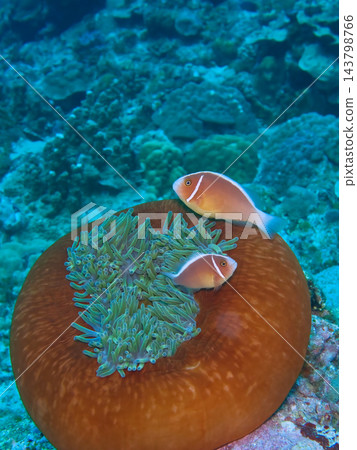 海葵和銀蓮花屬魚 海葵和銀蓮花屬魚 143798766