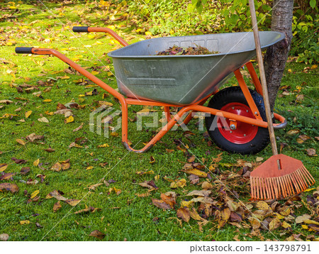Wheelbarrow with Fallen Leaves and Leaf Rake in Autumn Garden Wheelbarrow with Fallen Leaves and Leaf Rake in Autumn Garden 143798791