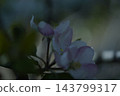 漂亮的花 143799317