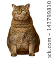 Large fat British cat sitting straight and looking forward, 143799810