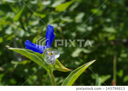 鴨蹠草 鴨蹠草 143799813