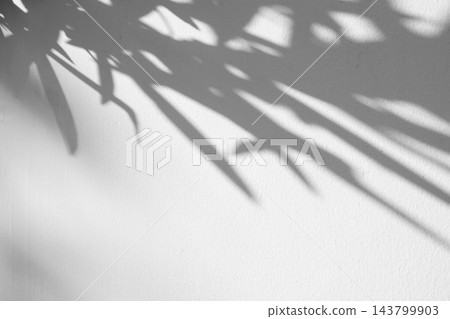 Abstract natural tree branch leaves shadow on white wall background Abstract natural tree branch leaves shadow on white wall background 143799903